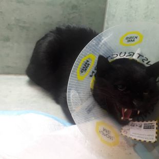 Bezšķirnes - attēls