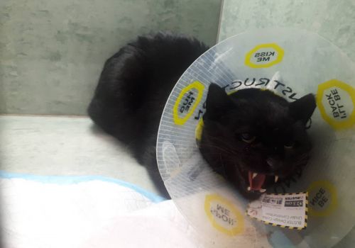 Bezšķirnes - attēls