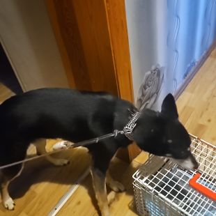 Bezšķirnes - attēls