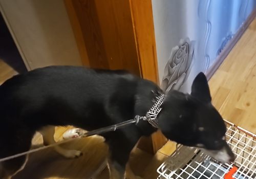 Bezšķirnes - attēls