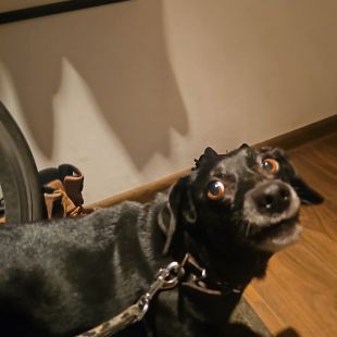 Bezšķirnes - attēls