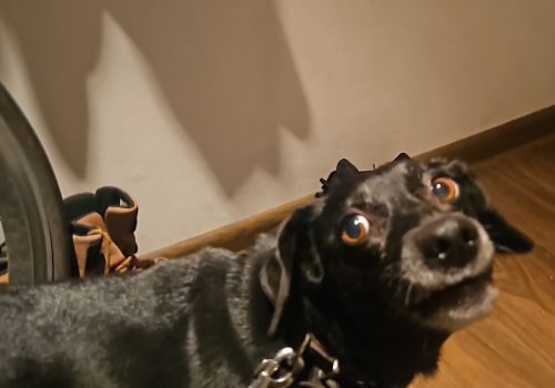 Bezšķirnes - attēls