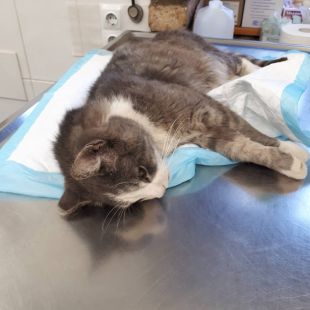 Bezšķirnes - attēls