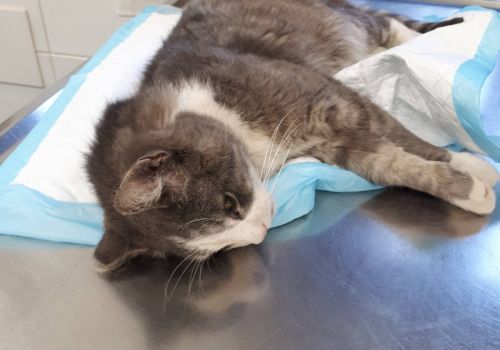 Bezšķirnes - attēls