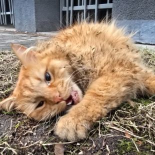 Bezšķirnes - attēls