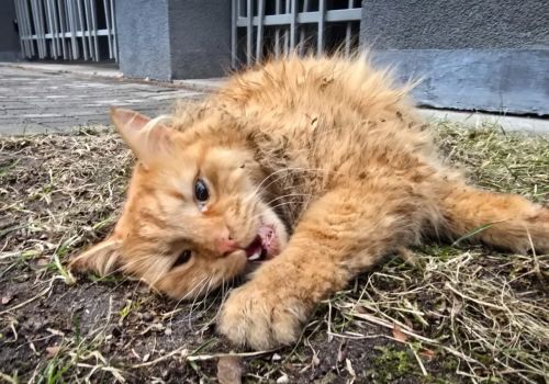 Bezšķirnes - attēls