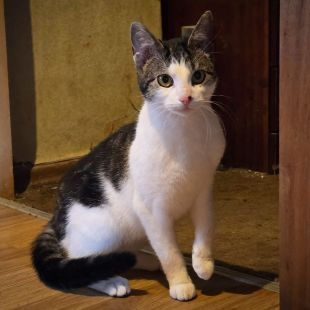 Bezšķirnes - attēls