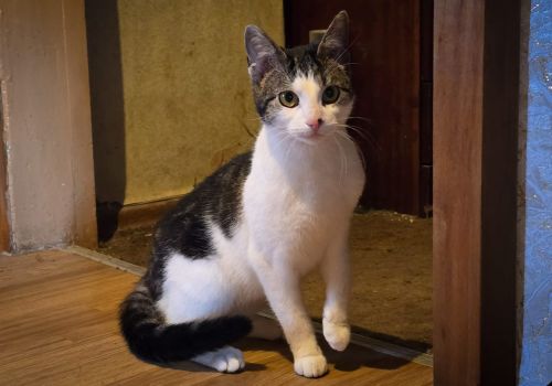 Bezšķirnes - attēls