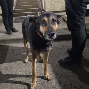 Bezšķirnes - attēls