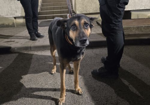 Bezšķirnes - attēls