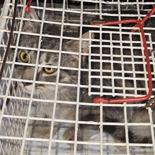 Bezšķirnes - attēls