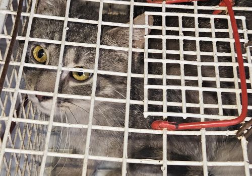 Bezšķirnes - attēls