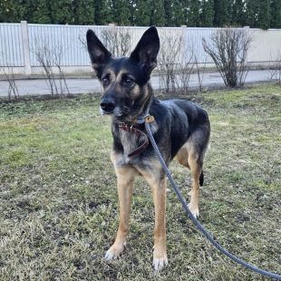 Bezšķirnes - attēls