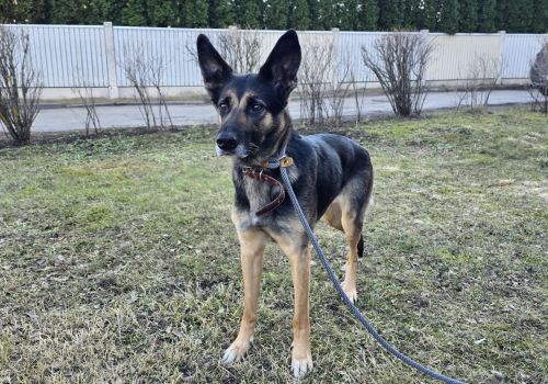 Bezšķirnes - attēls