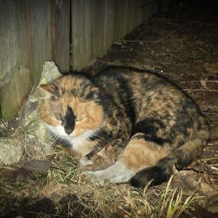 Bezšķirnes - attēls