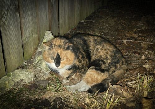 Bezšķirnes - attēls