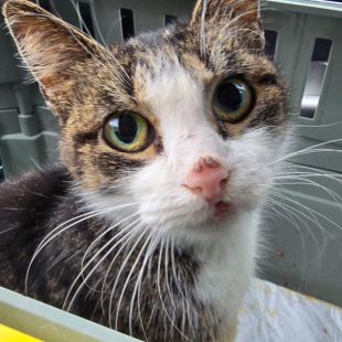 Bezšķirnes - attēls