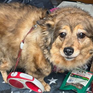 Bezšķirnes - attēls