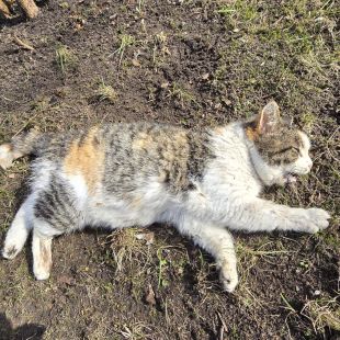 Bezšķirnes - attēls