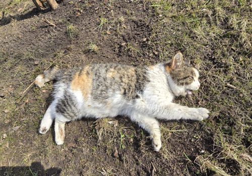 Bezšķirnes - attēls