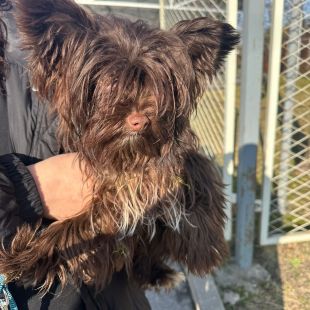 Bezšķirnes - attēls