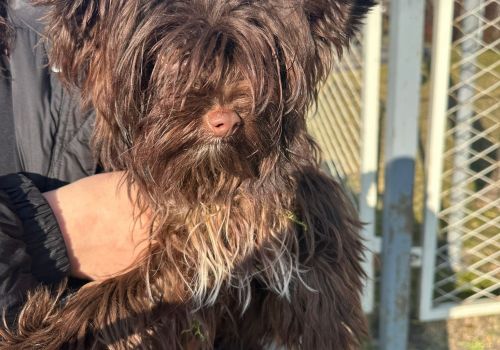 Bezšķirnes - attēls