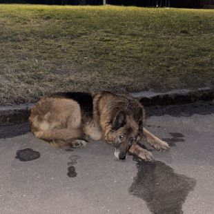 Bezšķirnes - attēls