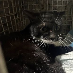 Bezšķirnes - attēls