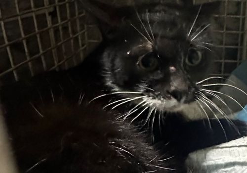 Bezšķirnes - attēls