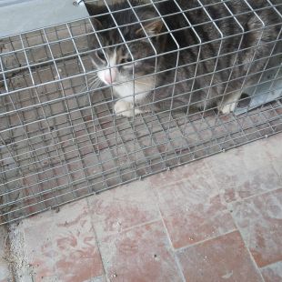 Bezšķirnes - attēls