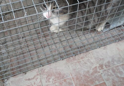 Bezšķirnes - attēls