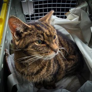 Bezšķirnes - attēls