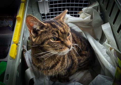 Bezšķirnes - attēls