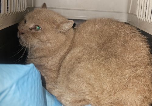 Bezšķirnes - attēls