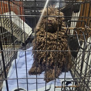 Bezšķirnes - attēls