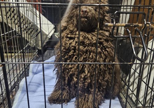 Bezšķirnes - attēls