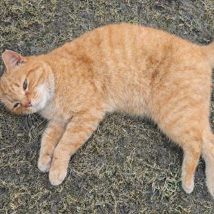 Bezšķirnes - attēls