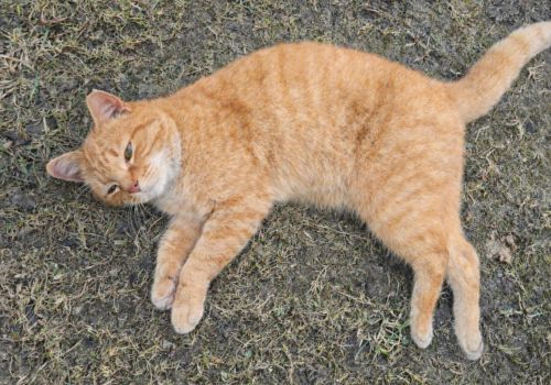 Bezšķirnes - attēls