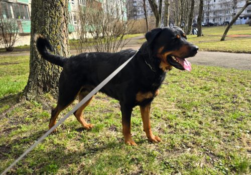 Bezšķirnes - attēls