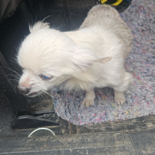 Bezšķirnes - attēls