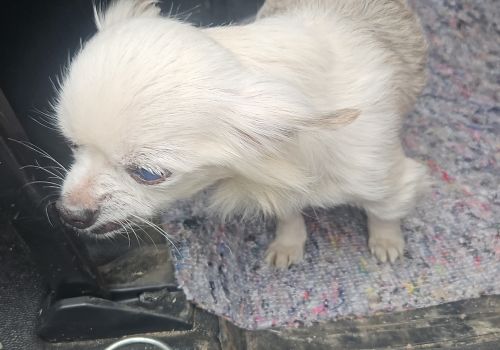 Bezšķirnes - attēls