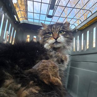 Bezšķirnes - attēls