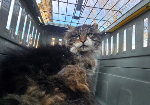 Bezšķirnes - attēls