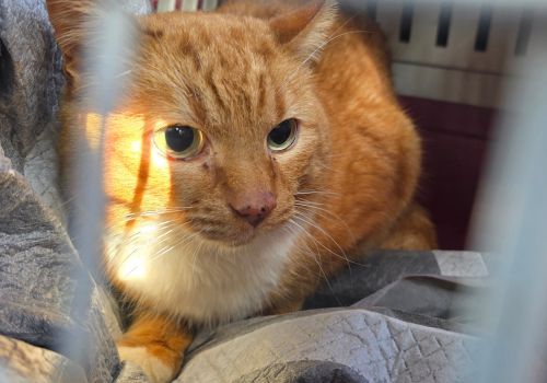 Bezšķirnes - attēls