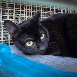 Bezšķirnes - attēls