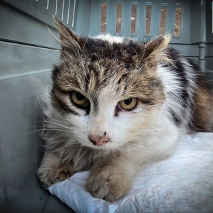 Bezšķirnes - attēls