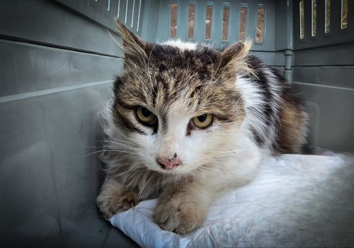 Bezšķirnes - attēls