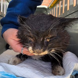 Bezšķirnes - attēls