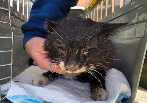 Bezšķirnes - attēls