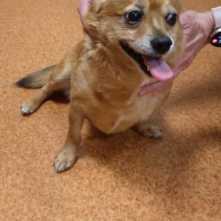 Bezšķirnes - attēls